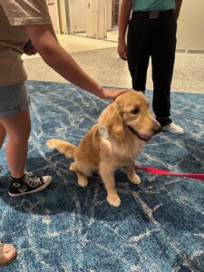 Chief Dog Rover getting a pat onboard Icon of the seas