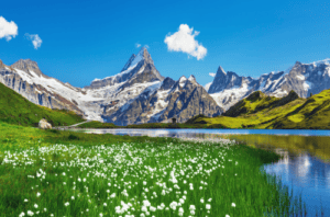 Alpine Flowers, Switzerland