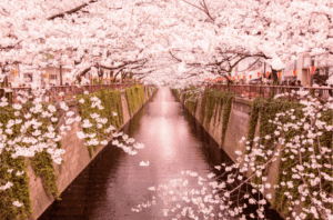 Cherry Blossoms, Japan