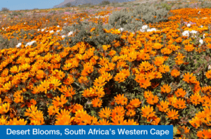 Desert Blooms, South Africa’s Western Cape