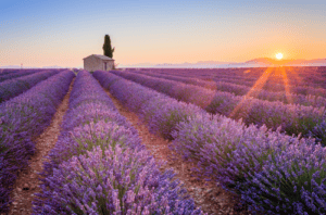 Lavender Fields, Provence