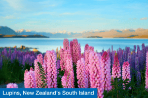 Lupins, New Zealand’s South Island