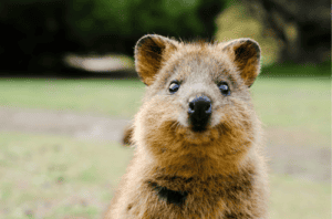 Quokkas in Rottnest Islands