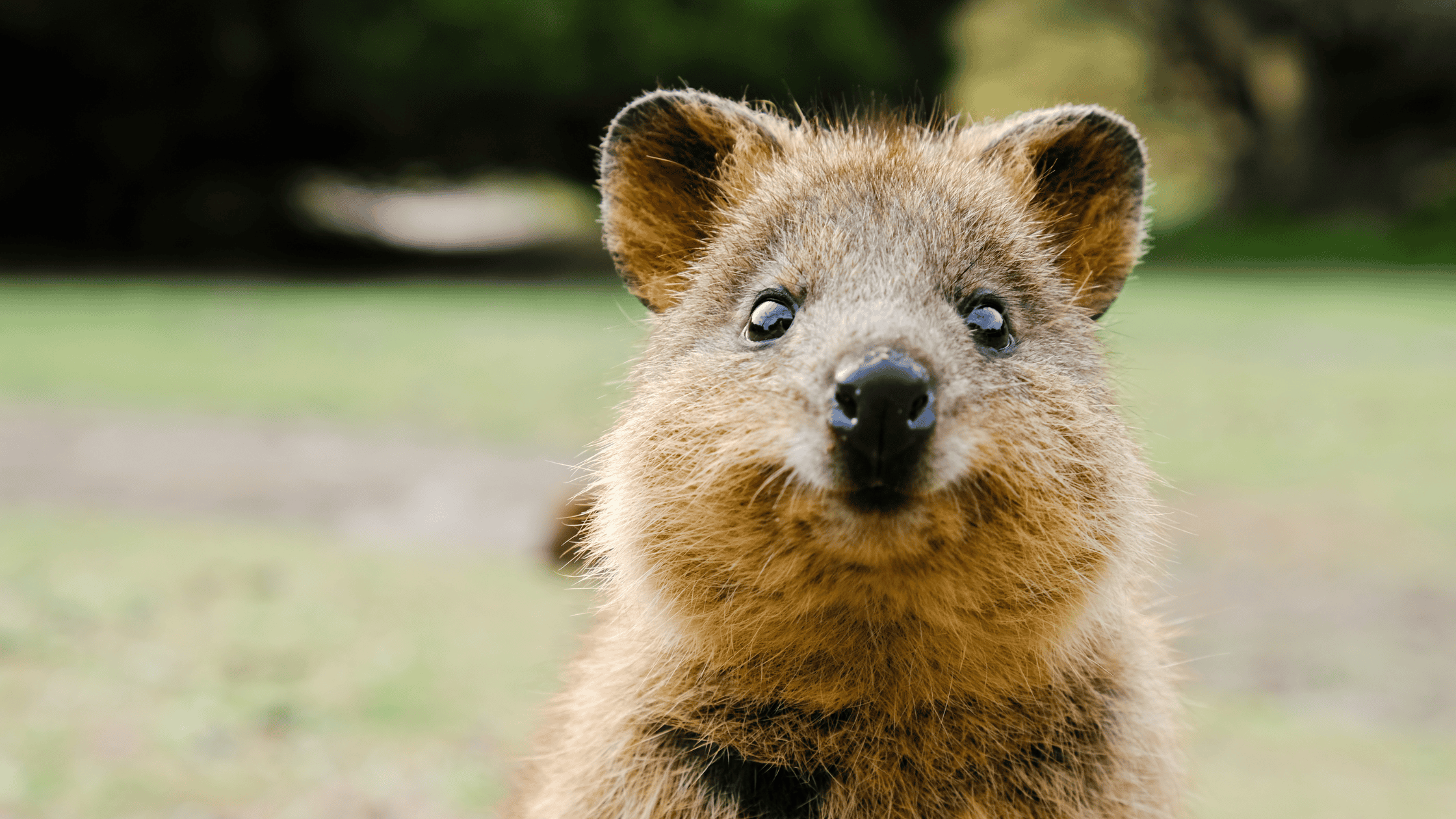 The ultimate Rottnest Island day trip itinerary