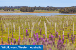 Wildflowers, Western Australia