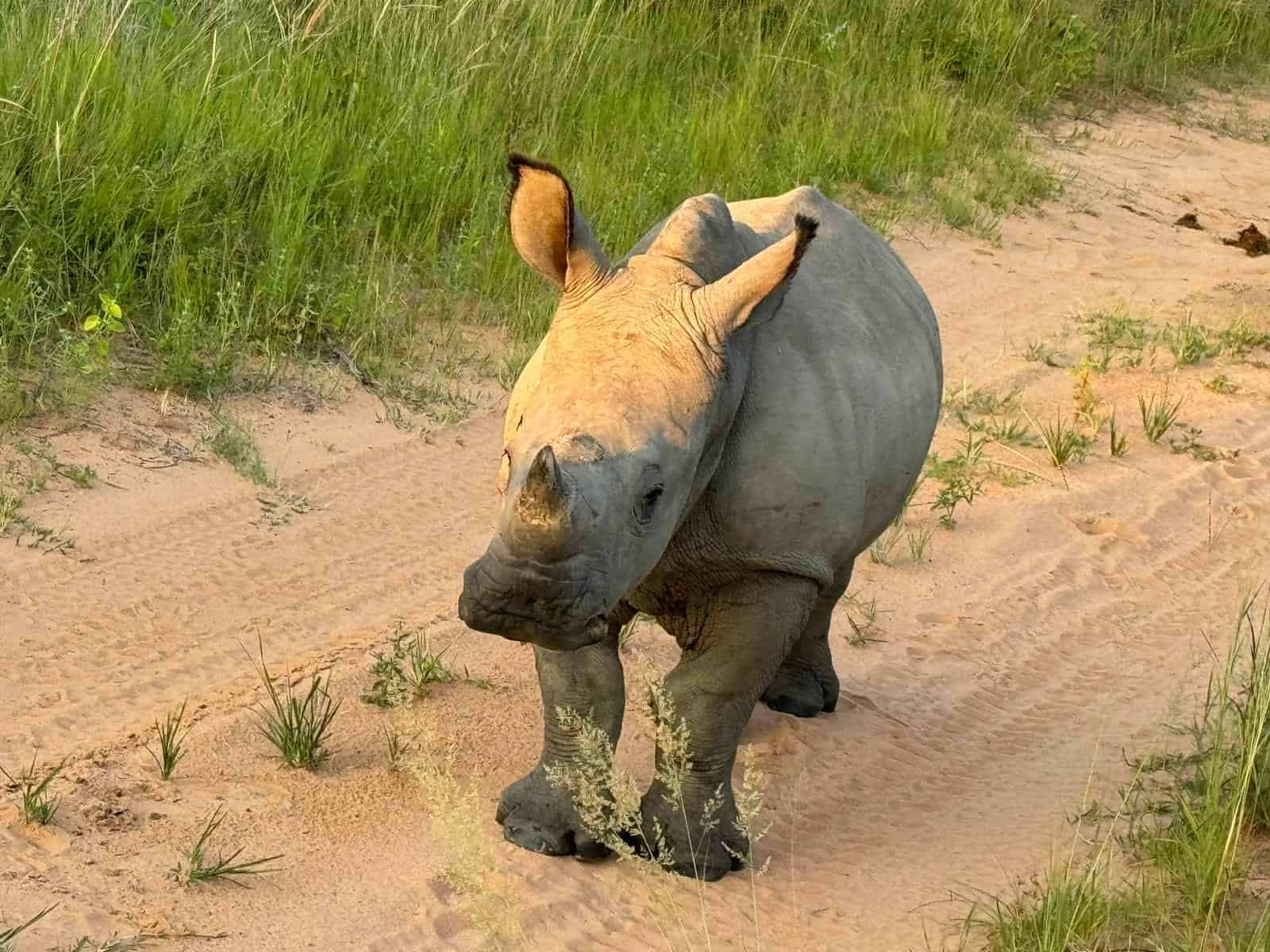 I did WHAT to a Rhino?