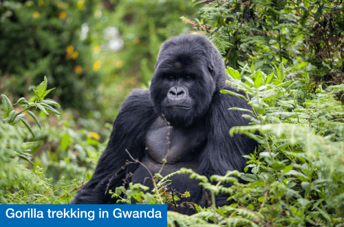 Gorilla trekking, where to travel in June