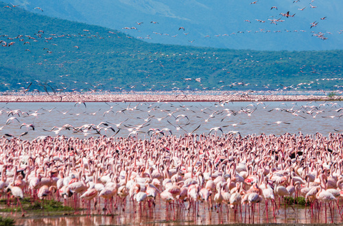 pink flamingo watching