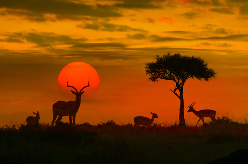 wildlife safari, Kruger national park, experiences in Africa