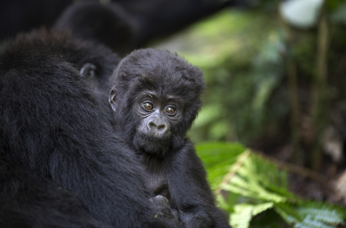 uganda gorillas watching