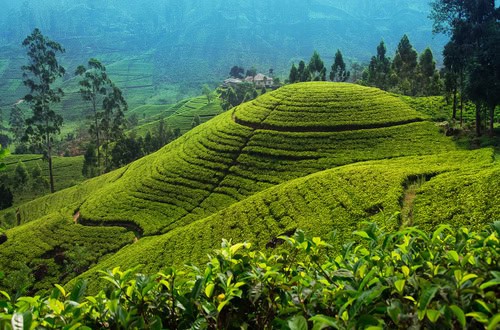 Sri Lanka for Christmas