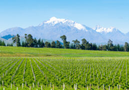 Best food and wine experiences on the Four Highways of New Zealand’s South Island