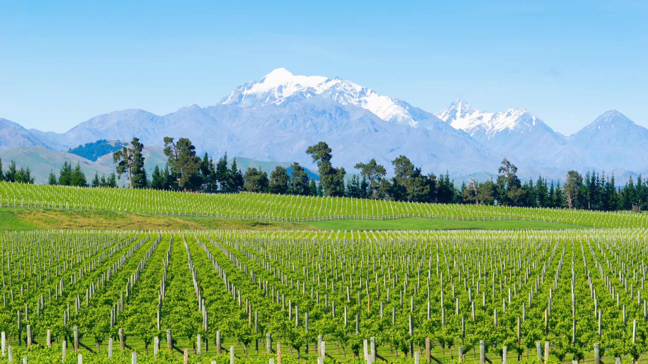 Best food and wine experiences on the Four Highways of New Zealand’s South Island