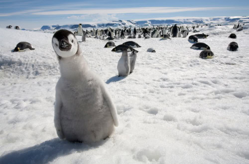 antartica, how to maximise your annual leave in 2025