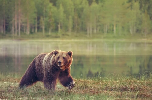 watch out for bears - canada guide