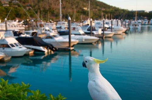 Hamilton island must-see and must-do